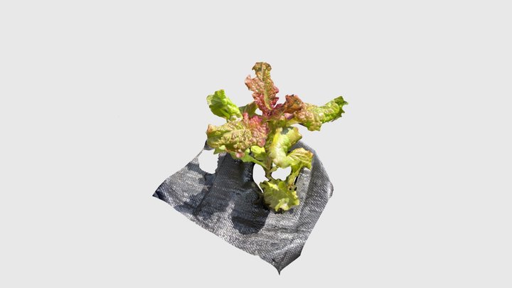 sunny lettuce plant 3D Model
