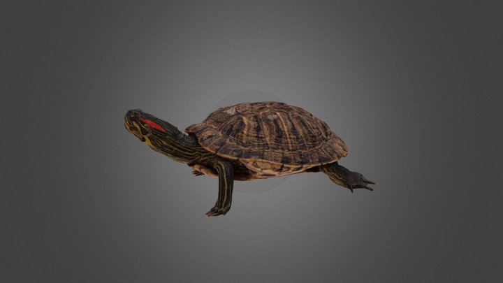 Trachemys scripta 3D Model