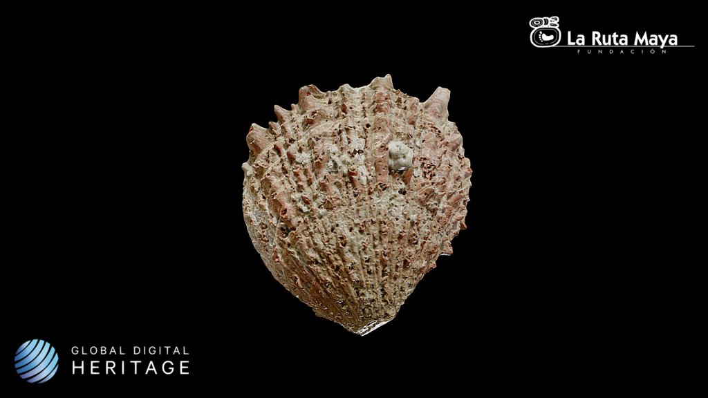 Spondylus Shell