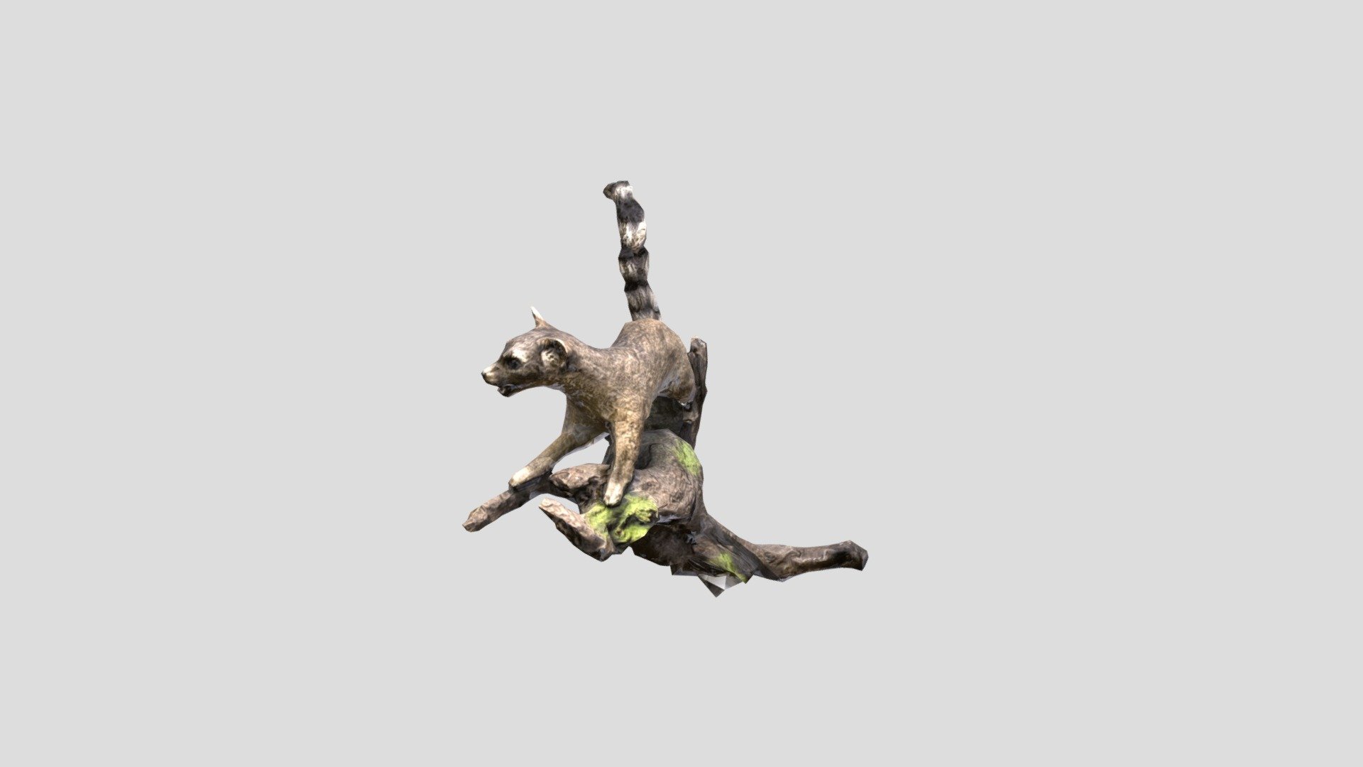 Cacomixtle  (Bassariscus astutus)