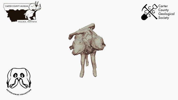 Two-Headed Calf *Downloadable 3D Model