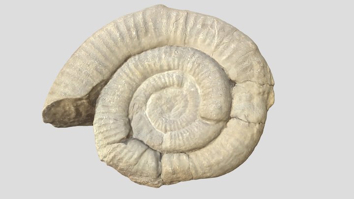 ammonite4 3D Model