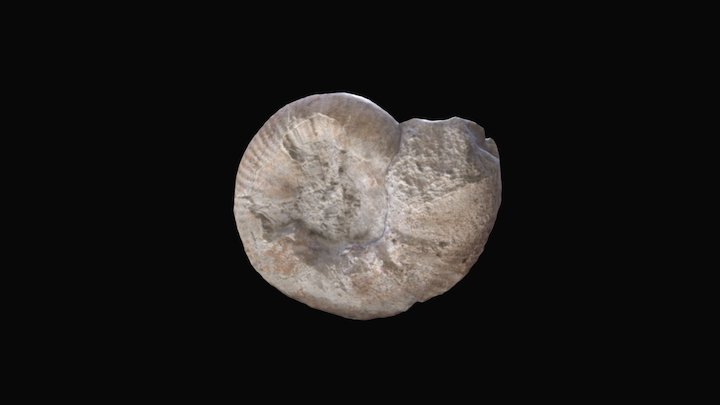 Ammonite LRPC Lille 3D Model
