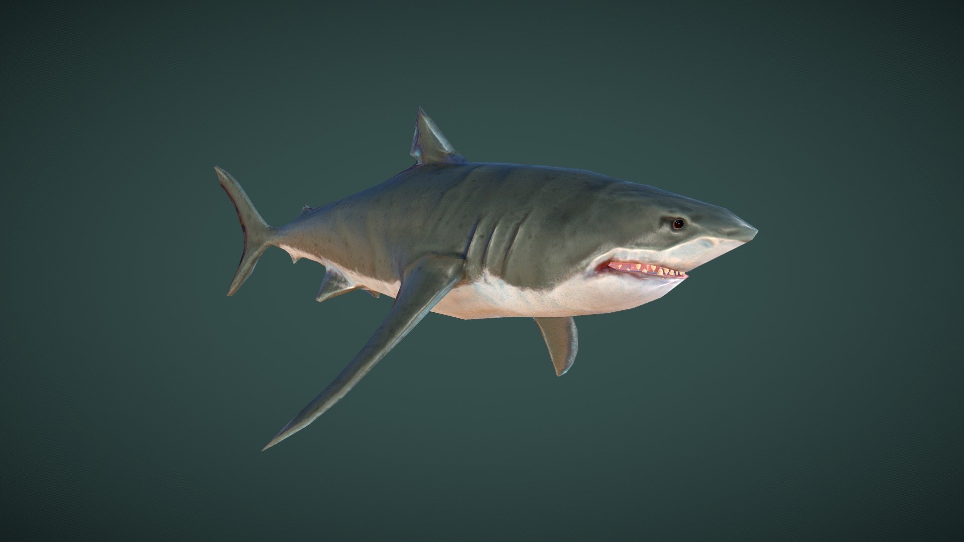 Great White Shark Rigged in Blender | 3D model