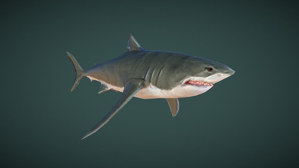 Great White Shark