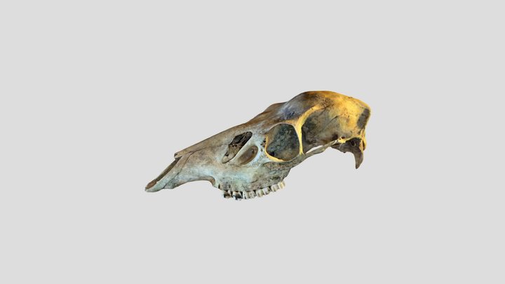 Red deer hind skull 3D Model
