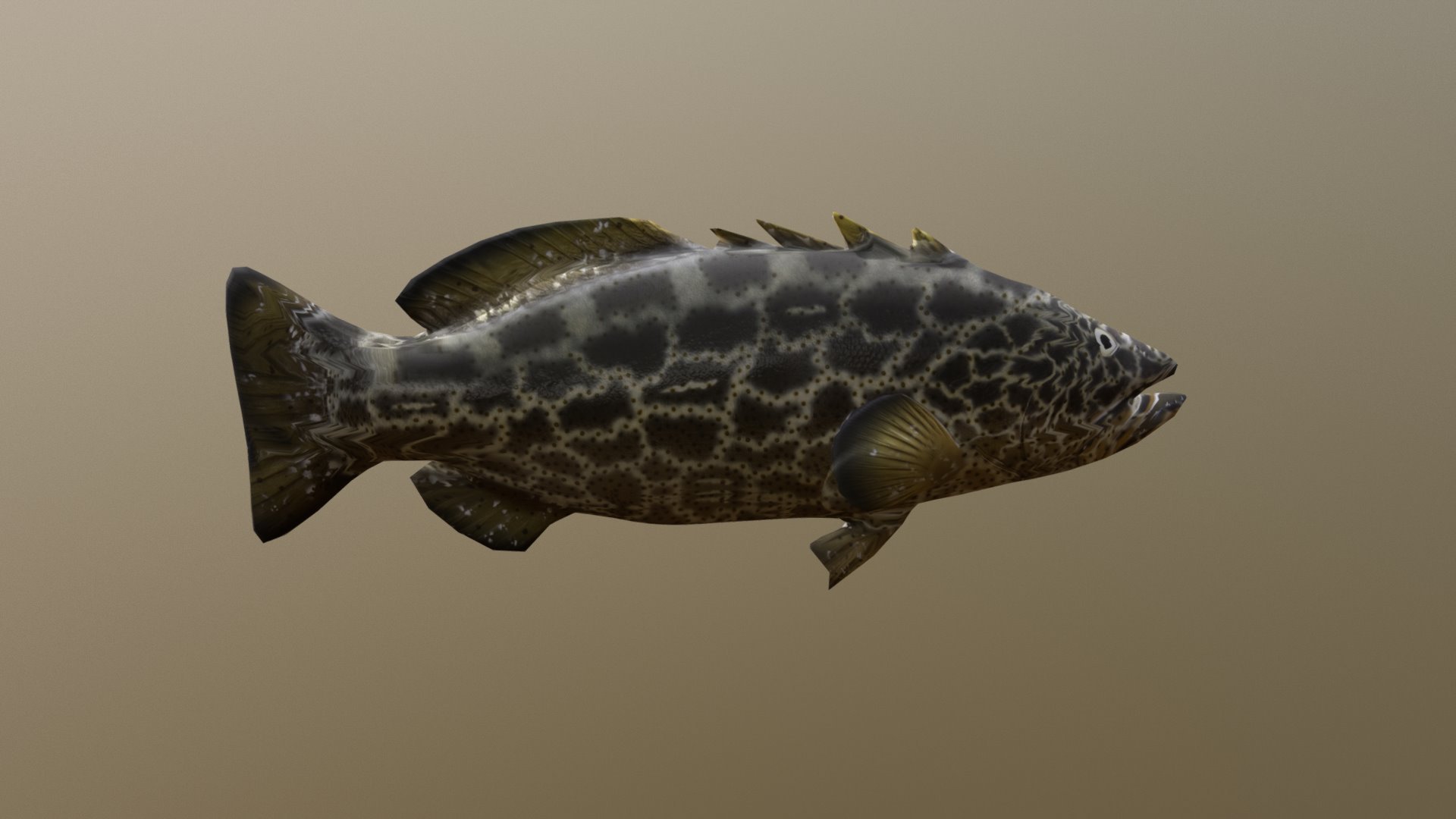 Black Grouper