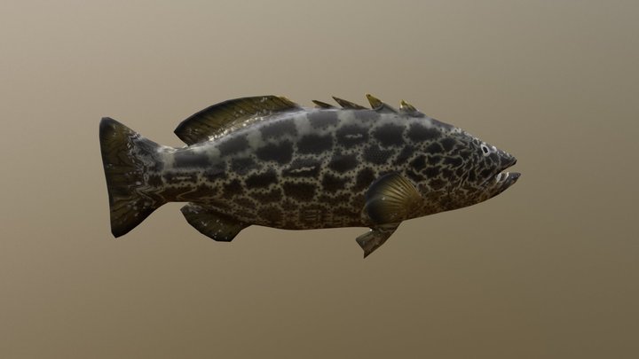 Black Grouper 3D Model