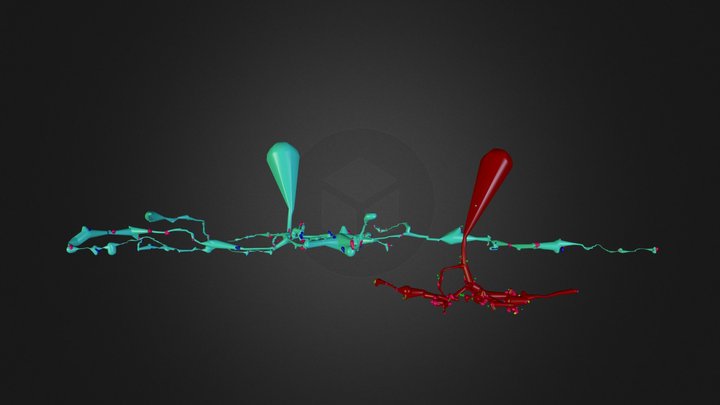 Glycinergic Amacrine Cell Axonal Ribbon Targets 3D Model