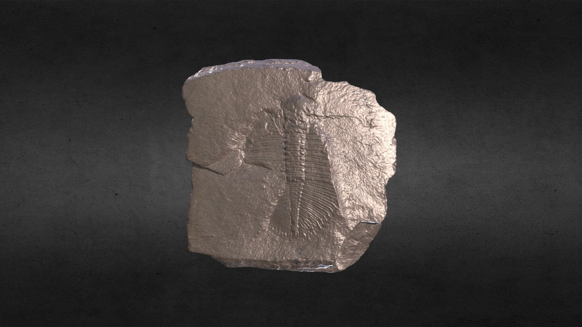 [1366] UCW 97 Ogygia Trilobite 1M