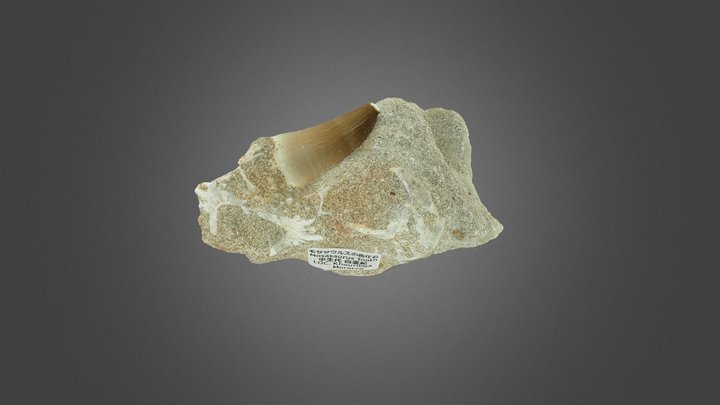 FT_MosasaurusToothFossil_20250802 3D Model