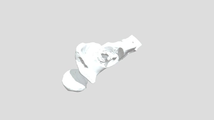 A1-Ear2 3D Model