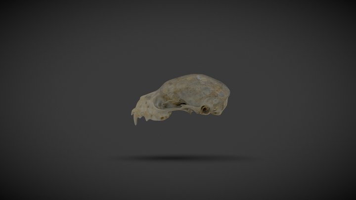 Cráneo de Murciélago Artibeus 3D Model