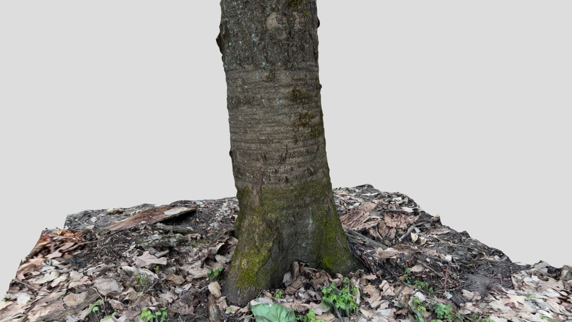 Cherry trunk - Download Free 3D model by ScanMe [69ef43a] - Sketchfab