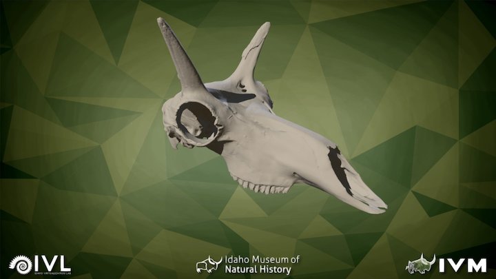 IMNH R-143 Pronghorn Cranium – Modello 3D gratuito STL