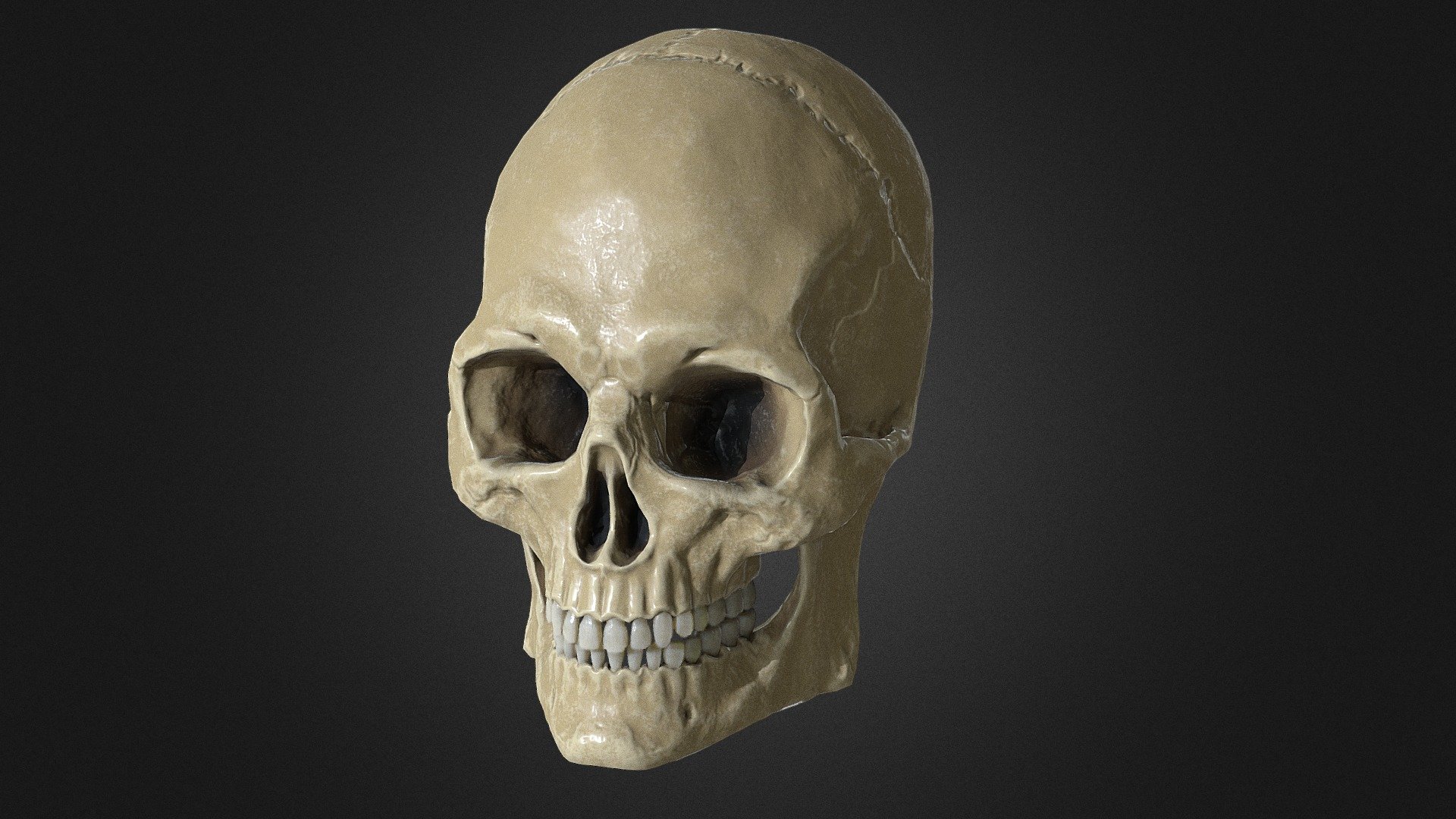 Male Skull