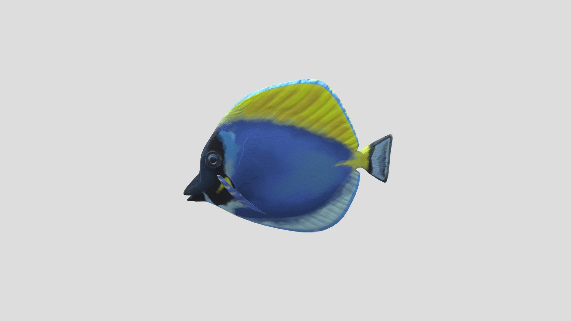 Powder Blue Tang