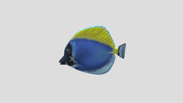 Powder Blue Tang 3D Model