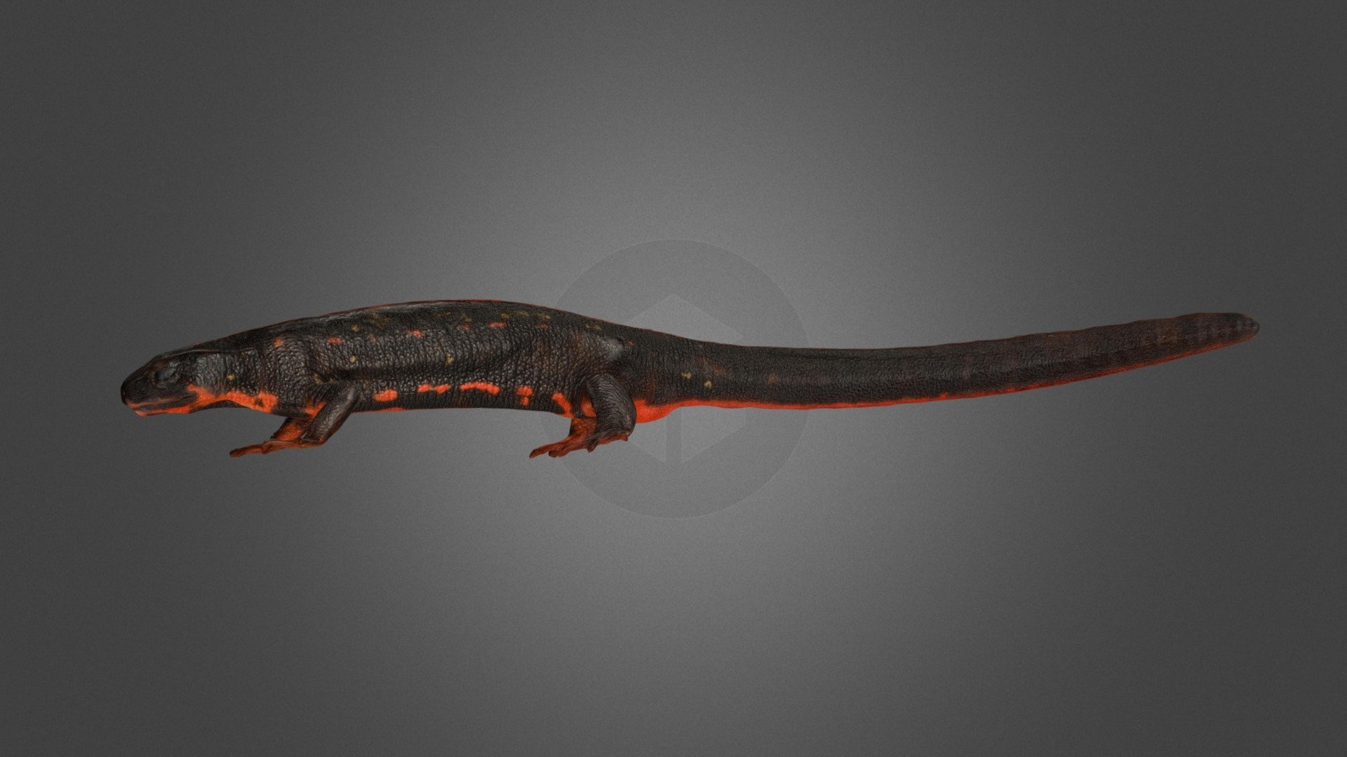 オキナワシリケンイモリ ♀ Okinawa Sword-tailed Newt