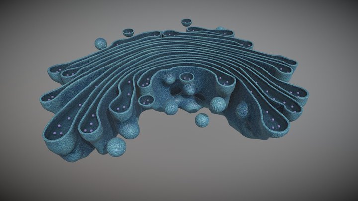 Golgi Apparatus - Cell Organelles 3D Model