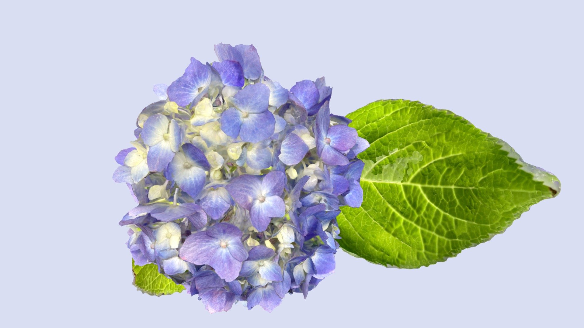 Hydrangea_blue_20220615 紫陽花（青）