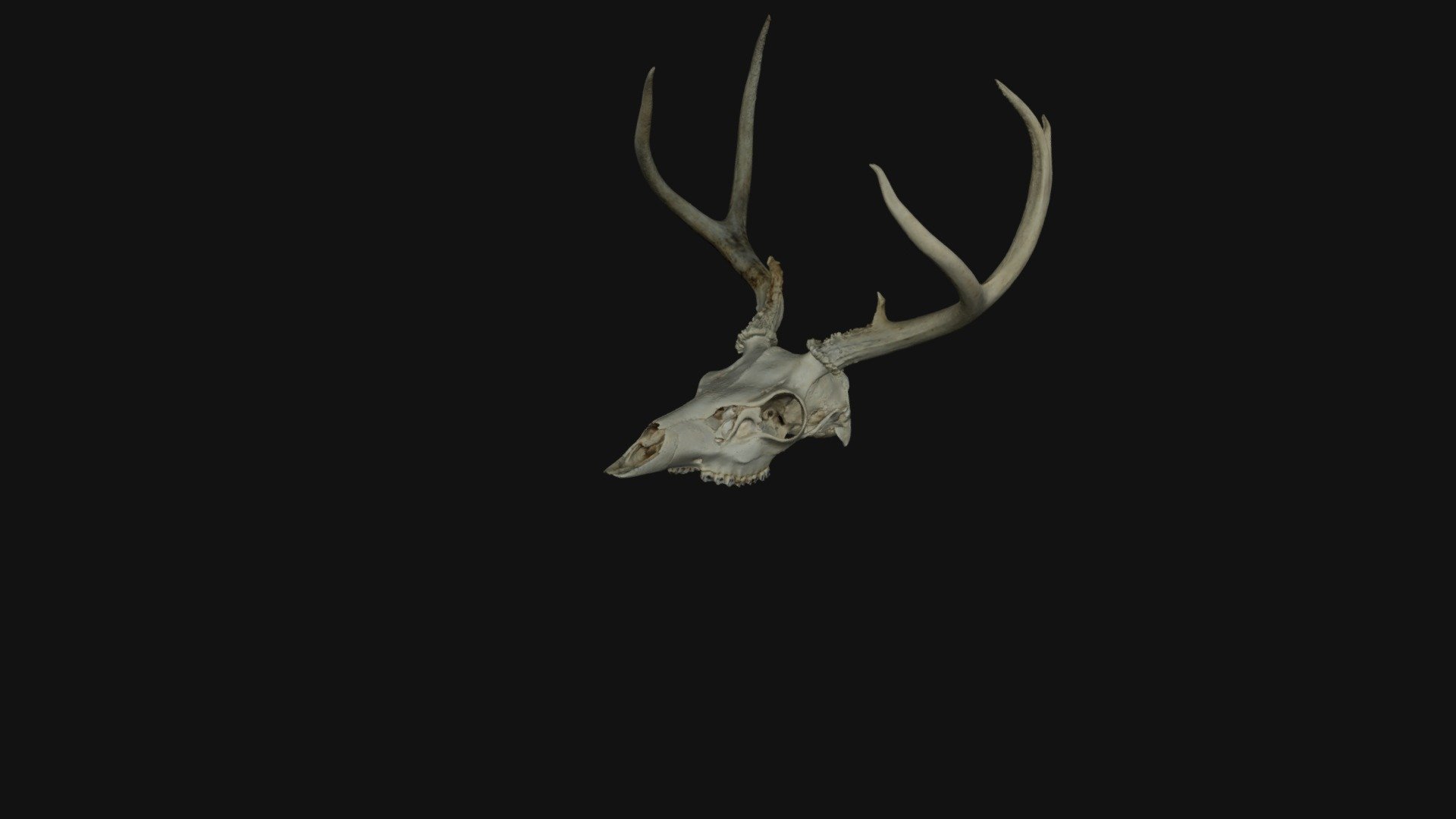 deer_skull_250k_v01 - 3D model by dacklin_young [6a0627f] - Sketchfab