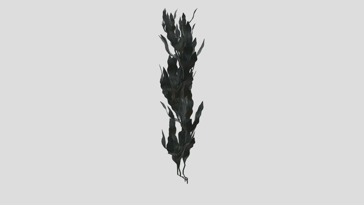 Claret Tall Seaweed 3D Model