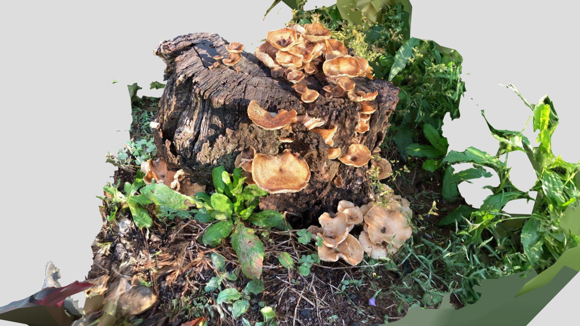 Stumps and mushrooms_02