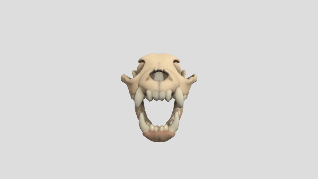 DMGCA anine_skull_model_8k_textured_obj