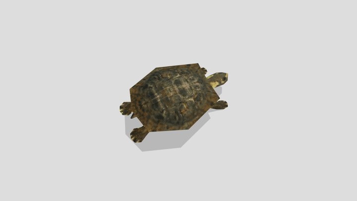 Pet Turtle PSX 3D Model