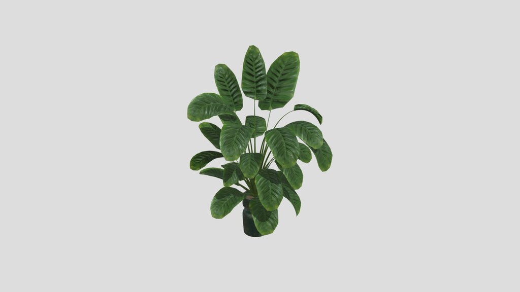 Sj Monstera 10