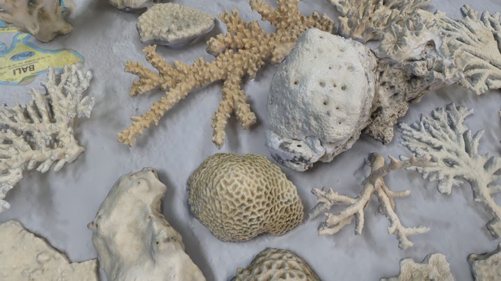 DEAD CORAL SKELETON 3D Model