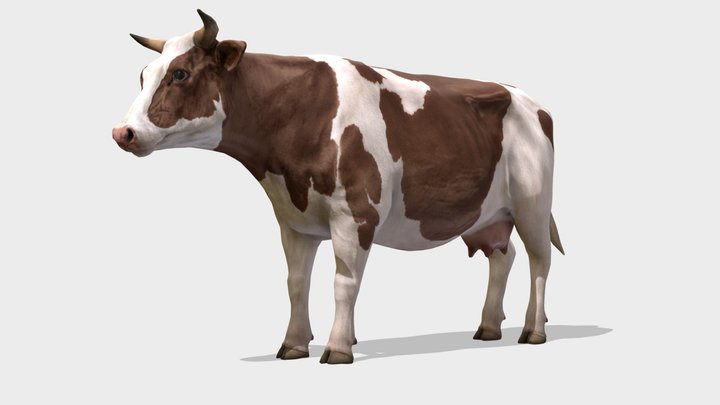 Cow animations 3D Model