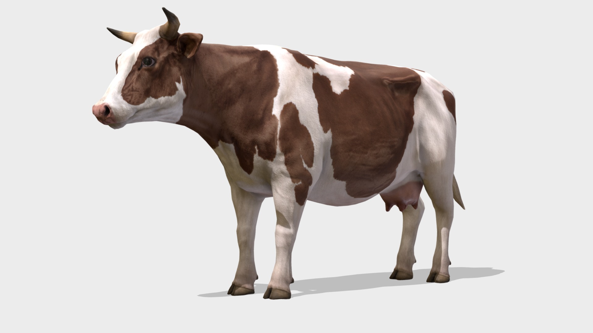 3D model Cow animations - This is a 3D model of the Cow animations. The 3D model is about a cow with horns.