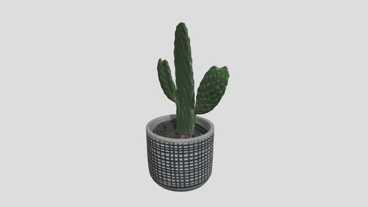 Cactus 3D Model