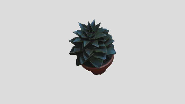 Kaktuss 3D Model