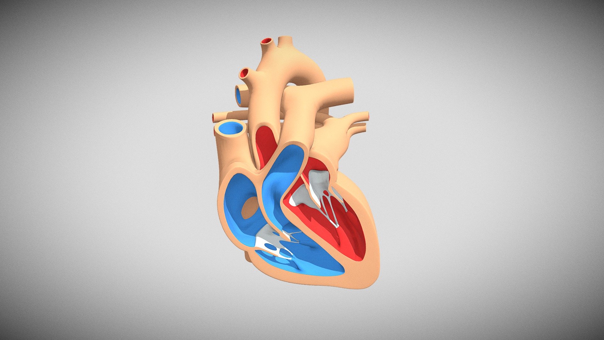 Heart Cross Section - Buy Royalty Free 3D model by Jack Nan (@adros0214 ...