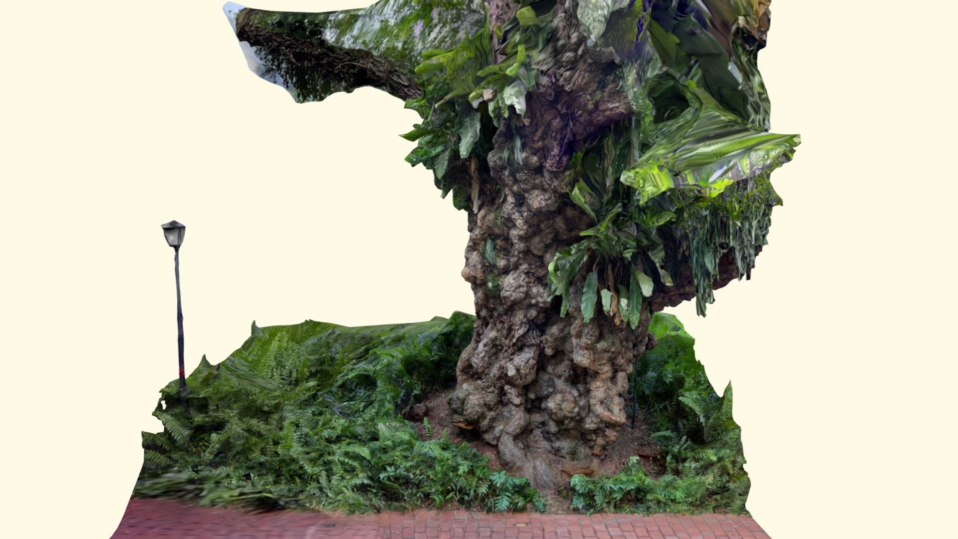Fort Canning - Madras Thorn - Heritage Tree 2