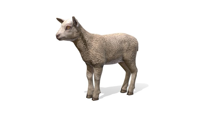 Lamb animations 3D Model