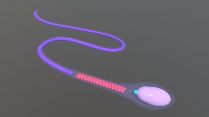 Sperm Cell