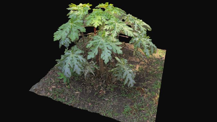 Plant (from SfM) – Kostenloses 3D-Modell STL