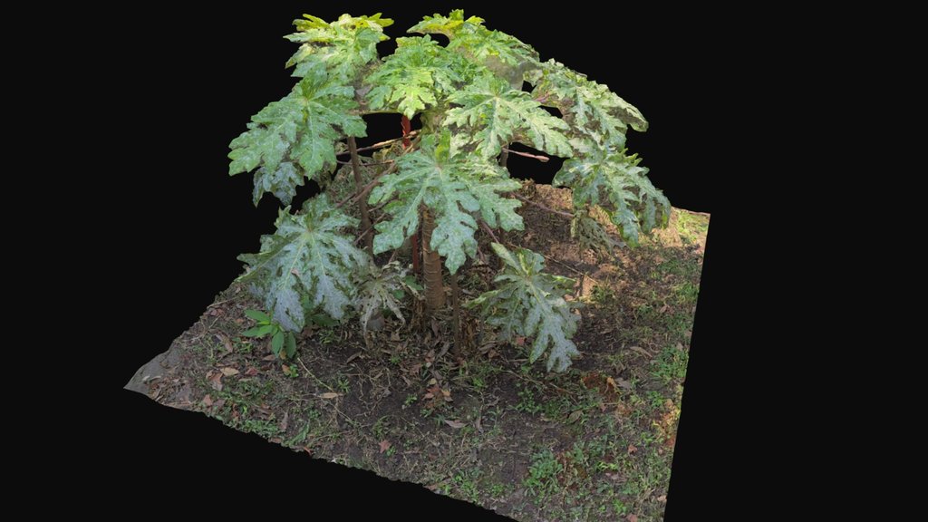 Plant (from SfM)