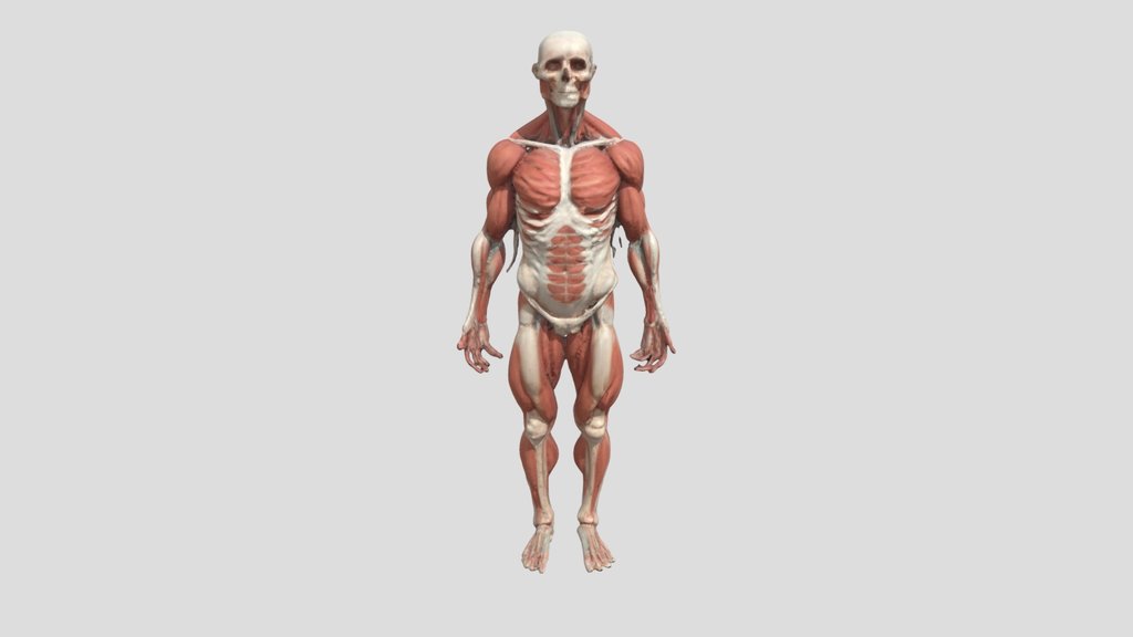 Human ecorche full body anatomy 3D model,