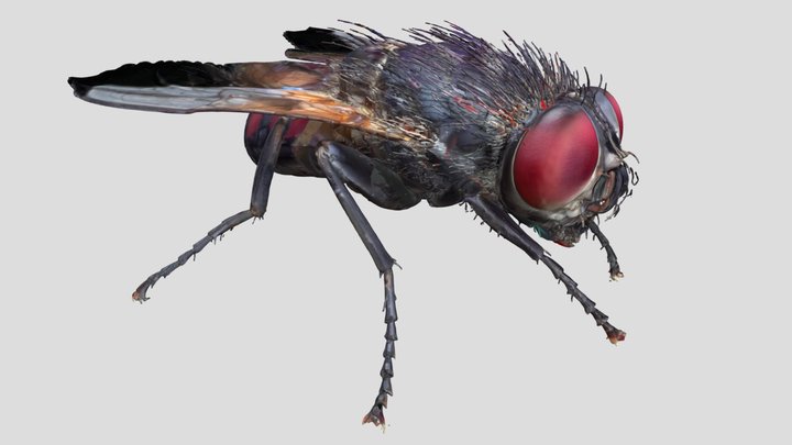 Common Housefly - insect – Modelo 3D gratuito STL