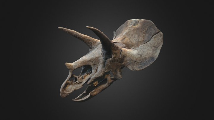 Crane Triceratops 2 3D Model