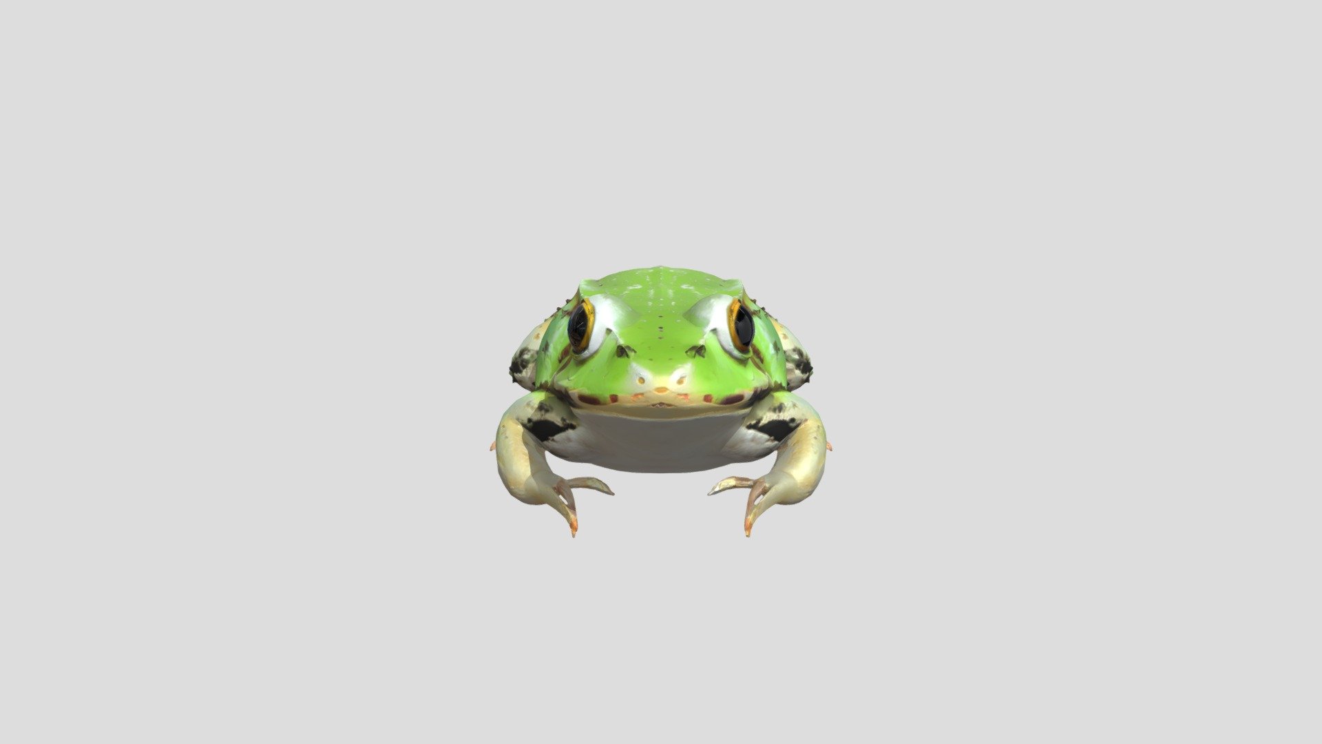 Pool frog - Download Free 3D model by faerbogdan99 [6a3069e] - Sketchfab
