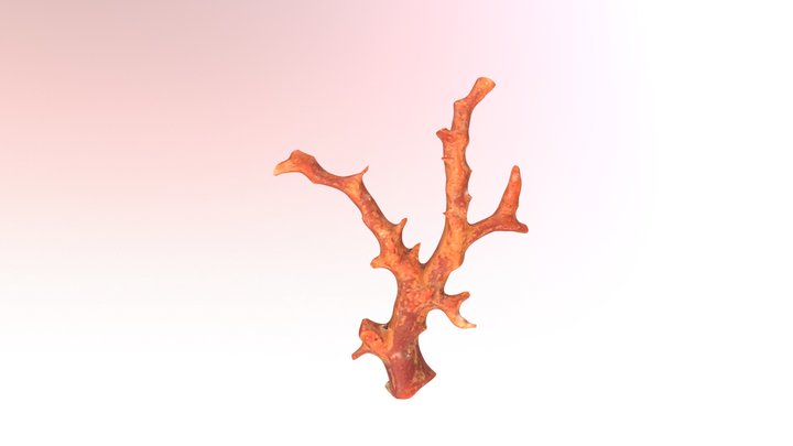 阿卡珊瑚(未拋光)corallium japonicum(Unpolished) 3D Model