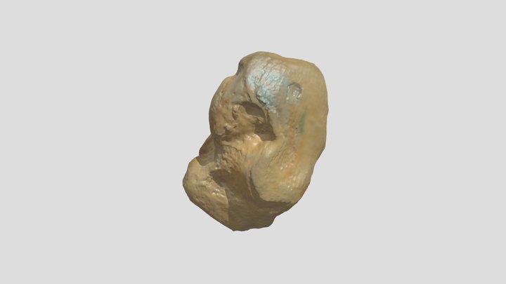 Stellar Sea Lion - Medial Cuneiform (R) 3D Model