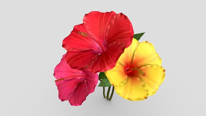 Hibiscus Flower In 3 Colors 3D Model