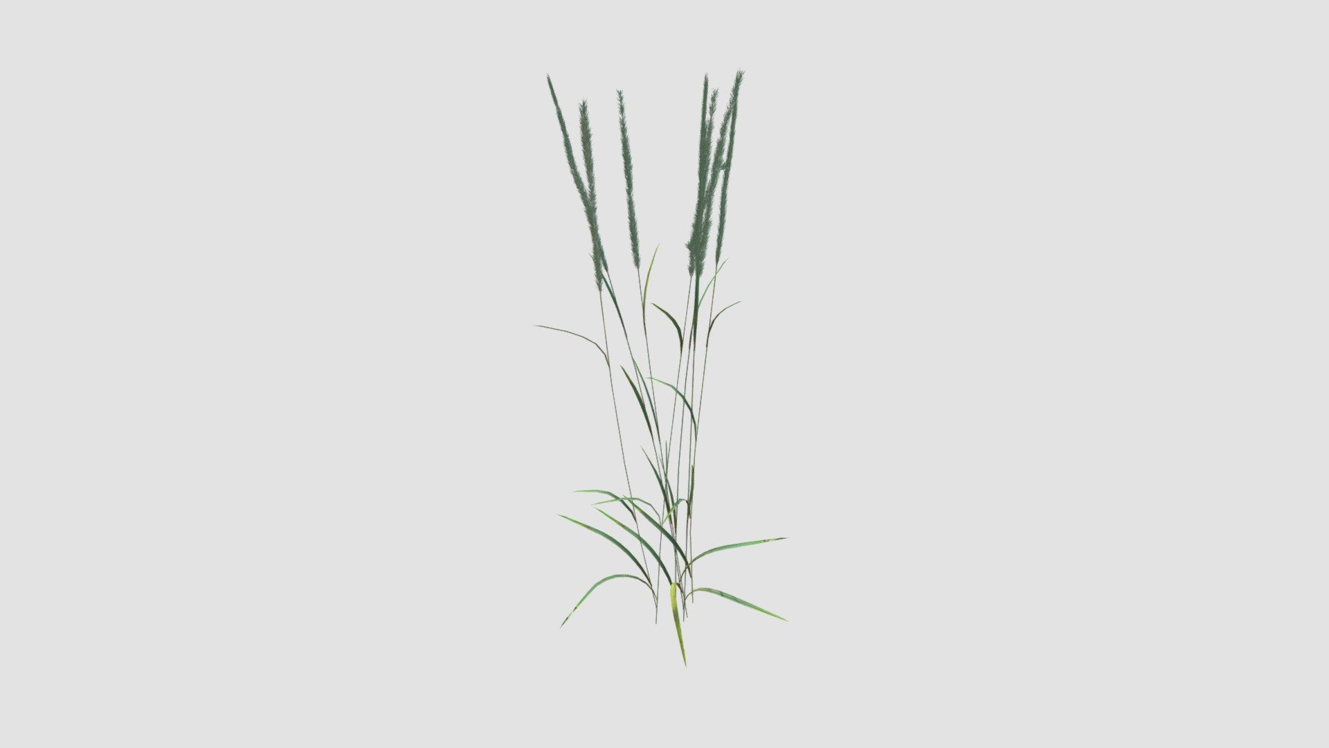 Calagrostis acutiflora — Sketchfab embed 3D viewer